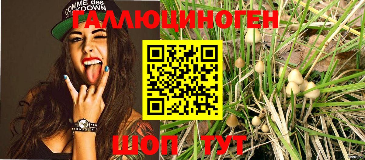 Псилоцибиновые грибы Psilocybine cubensis  Фурманов 